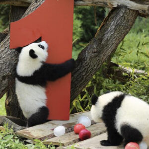 berlin hayvanat bahcesinde ikiz pandalarin dogum gunu kutlandi GkUtHxqw