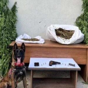 erzincanda 204 kok kenevir ele gecirildi GxxTvyYe