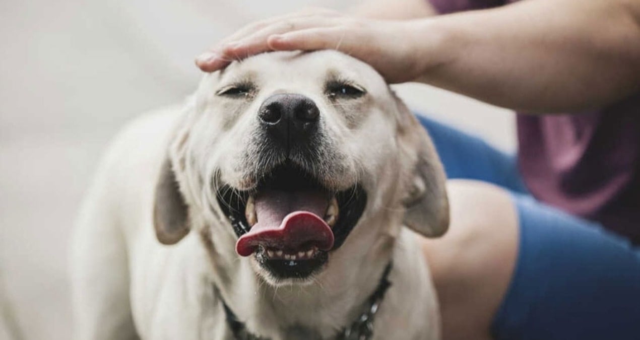 1 ocakta basliyor kopekler icin gunluk vergi uygulanacak wsb1hIIJ
