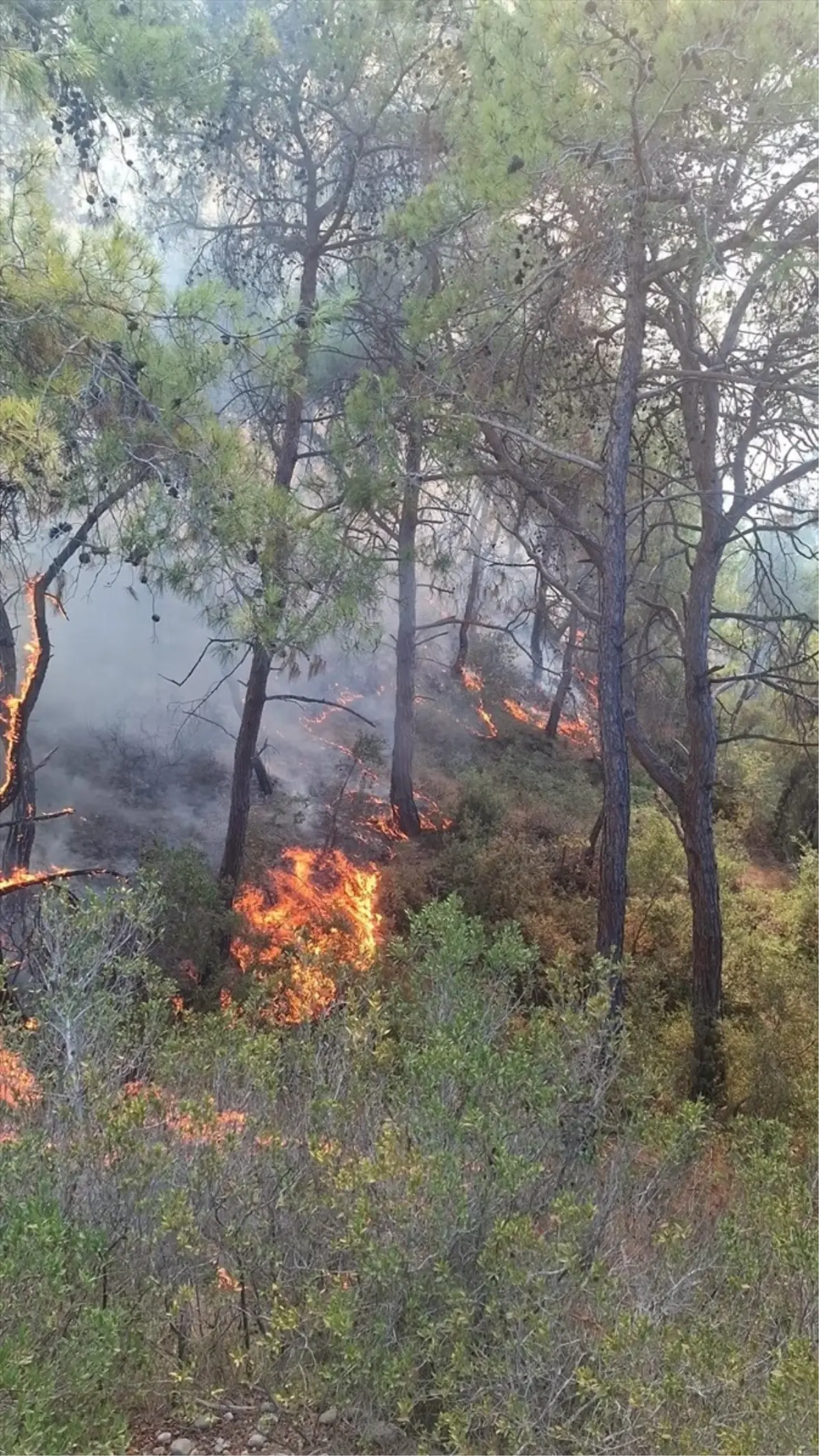 adanada orman yanginina mudahale XqGPZ8QO