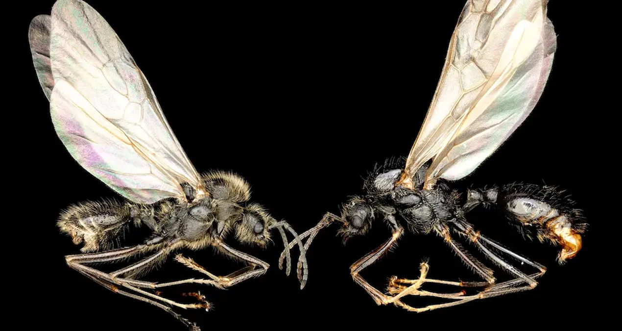 bilim dunyasinda ezber bozan kesif baska turleri klonluyorlar bilim kurgu gibi A8hjKMPj