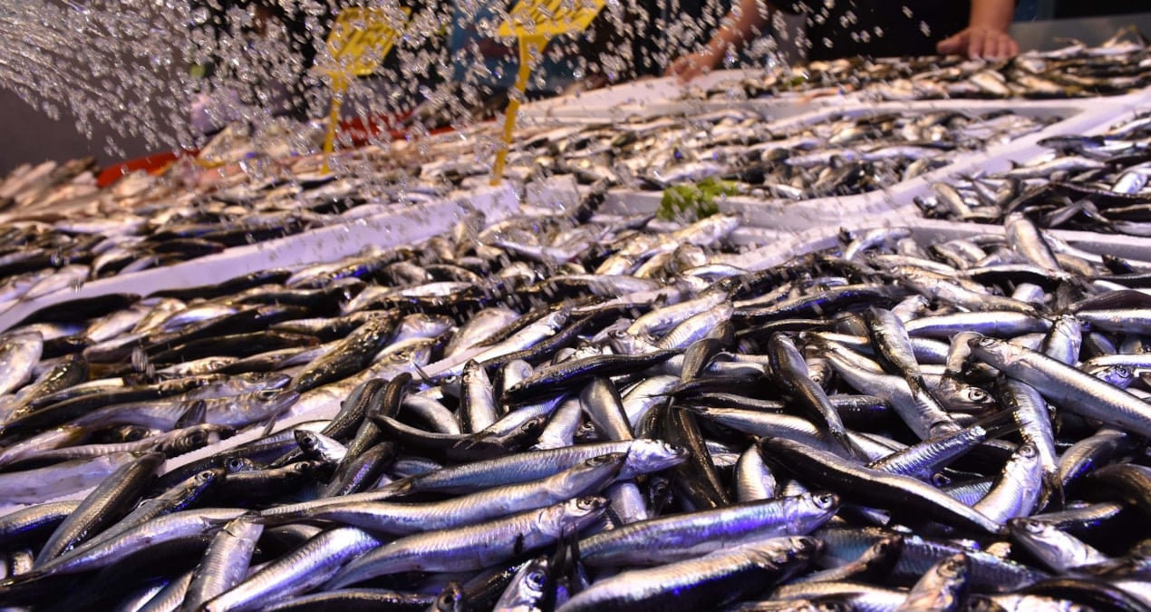 en cok ragbet o baliklara var kilosu 100 tlden kapis kapis satiliyor GZgYq9fT