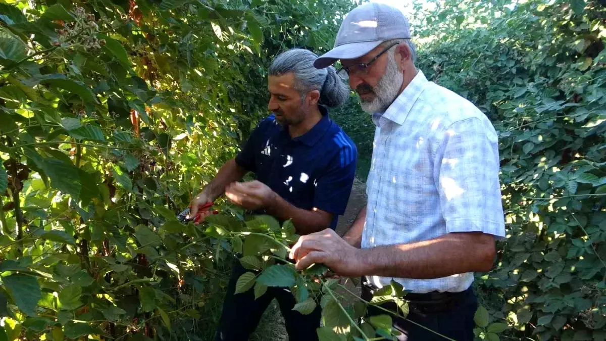 malatyada tarimsal cesitlilik artiyor hLj8ZPa2