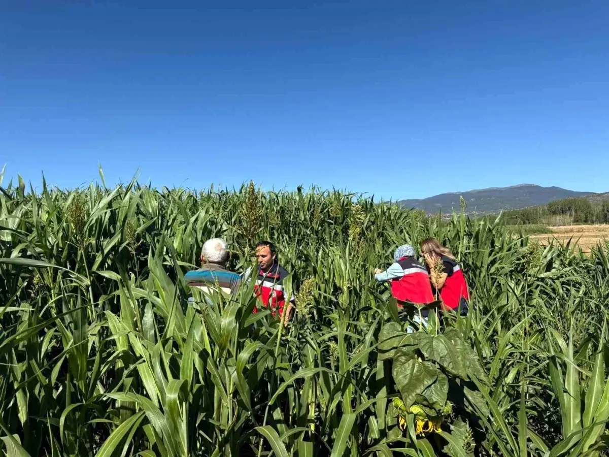 simavda hasat zamani kontrolleri HyWWdfI9