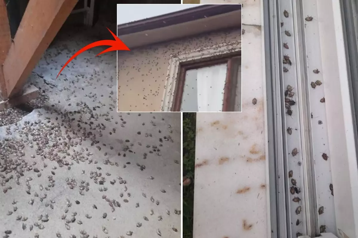 dunyanin sonunu getirecegi soylenen bocekle ilgili korkutan uyari tum turkiyeye yayilabilir pwGPCKgH