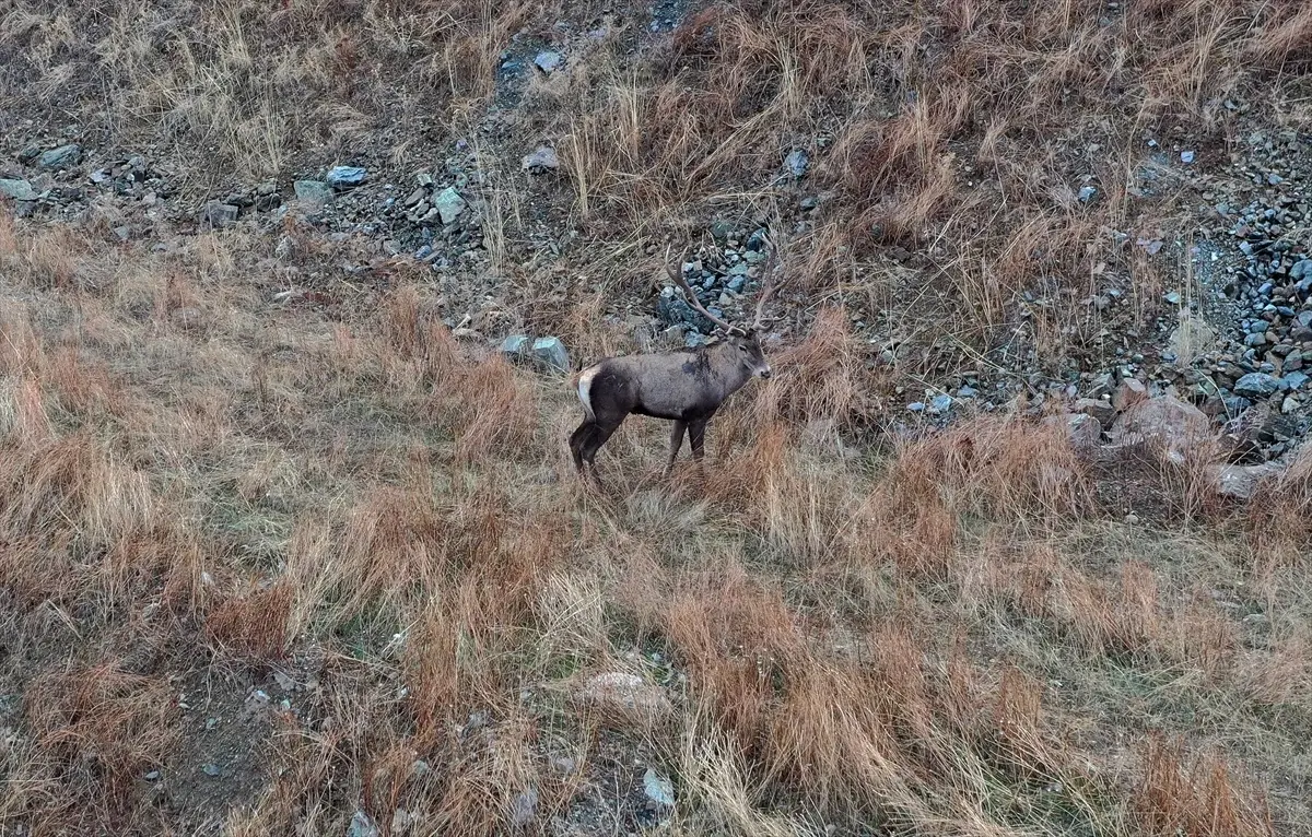 kizil geyikler hanonunde dronla goruntulendi x7UGiFj8.jpg