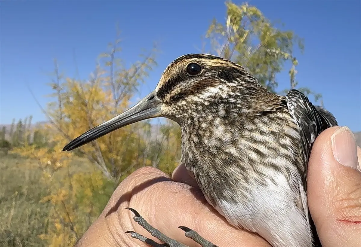 nadir kus kucuk sucullugu igdirda halkalandi 2sAWCWUh.jpg