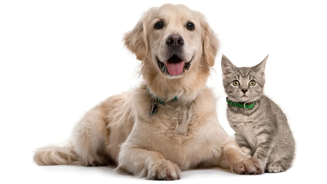 “Ev hayvanları da sokak hayvanları kadar değerli!”