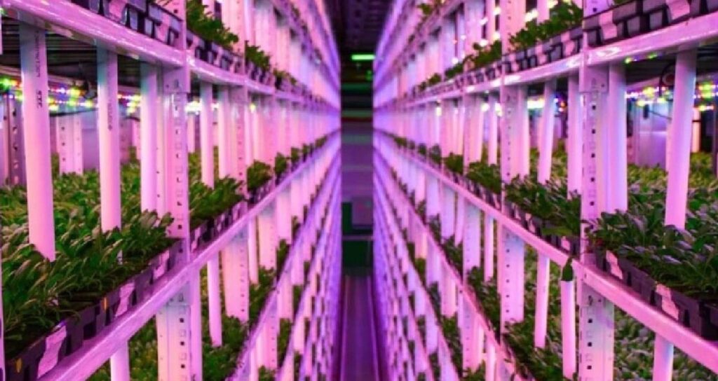 yerin-1-kilometre-altinda-hasat-dunyanin-en-derin-ciftligi-kuruldu-ubNsGg4X